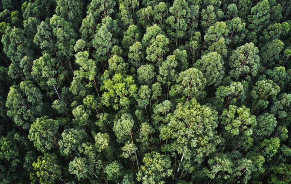 COP30: o mundo de olho no clima